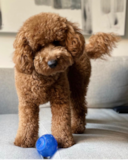 Mini Goldendoodle Being Cute Mini Goldendoodle Being Cute