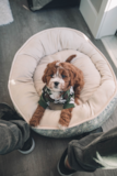 Cute Cavadoodle Poodle Mix Pup