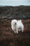 Cute Bichon Frise Purebred Pup