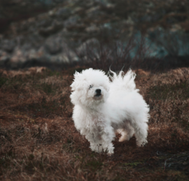 Bichon a Poil Frise Puppies For Sale - Puppy Love PR