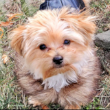 Yorkshire Terrier Being Cute Yorkshire Terrier Being Cute