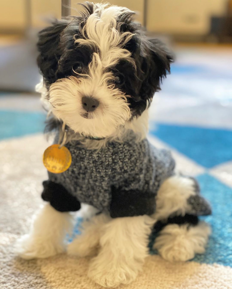 Cute Havanese Purebred Pup
