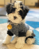 Cute Havanese Purebred Pup Cute Havanese Purebred Pup