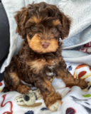 Cute Aussiepoo Poodle Mix Pup Cute Aussiepoo Poodle Mix Pup