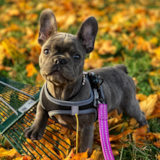 French Bulldog Being Cute French Bulldog Being Cute