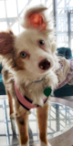 Mini Aussie Being Cute Mini Aussie Being Cute