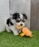 Morkie Being Cute