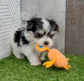 Yortese Puppies For Sale - Puppy Love PR