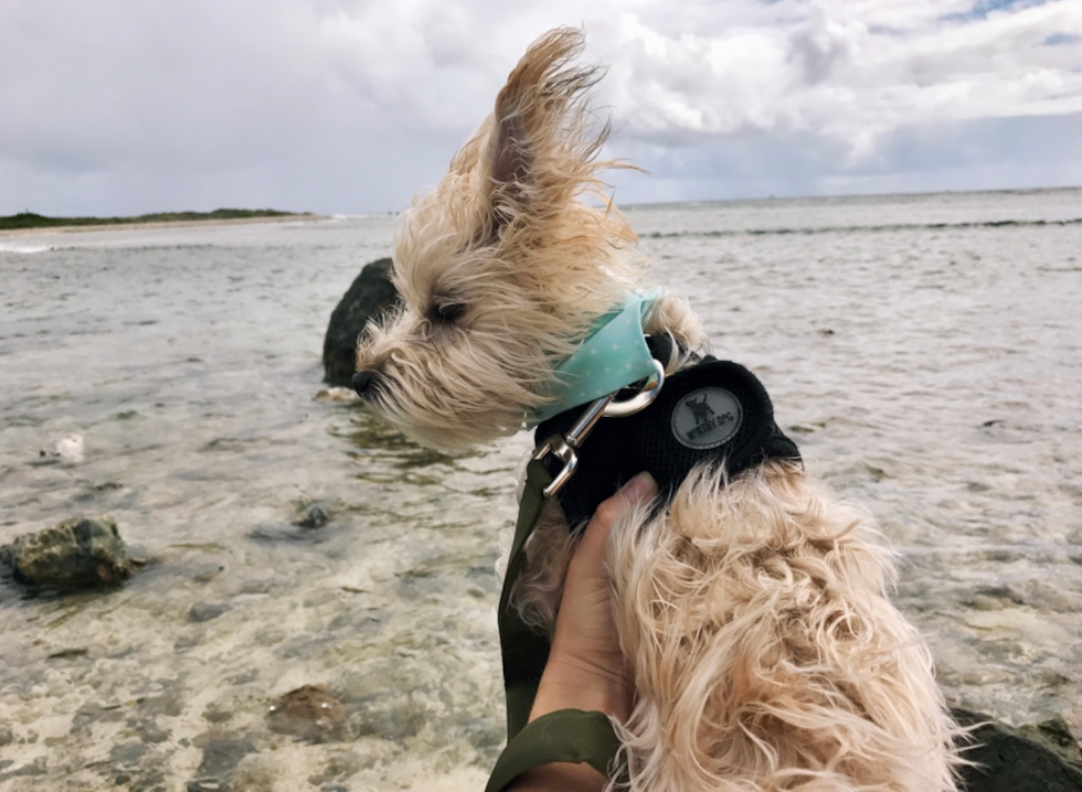 Cute Yorkie Designer Pup
