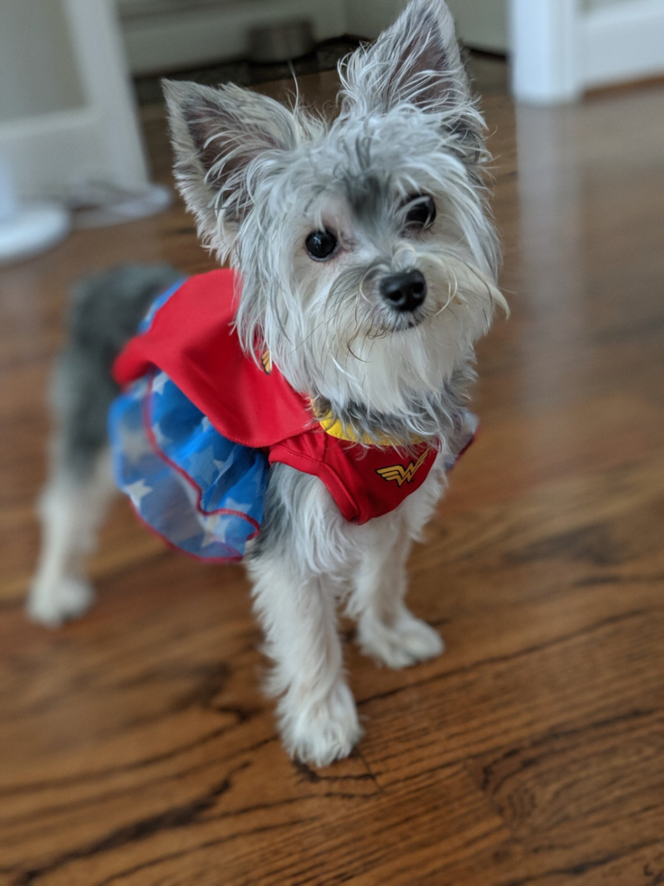 Cute Morkie Pup