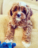 Cavapoo Being Cute Cavapoo Being Cute