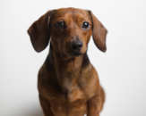 Cute Dachshund Purebred Pup