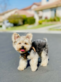 Yorkie Chon Being Cute Yorkie Chon Being Cute