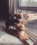 Cute Yorkshire Terrier Pup Cute Yorkshire Terrier Pup