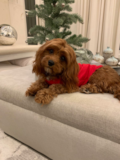 Cute Cavoodle Poodle Mix Pup Cute Cavoodle Poodle Mix Pup