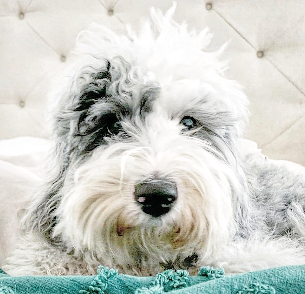 Cute Mini Sheepadoodle Poodle Mix Pup