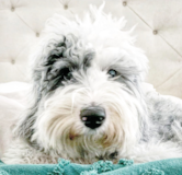 Cute Mini Sheepadoodle Poodle Mix Pup Cute Mini Sheepadoodle Poodle Mix Pup
