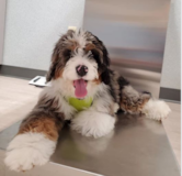 Cute Mini Bernedoodle Pup Cute Mini Bernedoodle Pup
