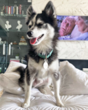 Cute Pomsky Designer Pup Cute Pomsky Designer Pup