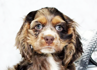 Cocker Spaniel Puppies For Sale - Puppy Love PR
