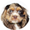 Cocker Spaniel Puppy For Sale - Puppy Love PR