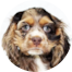 Cocker Spaniel Puppy For Sale - Puppy Love PR