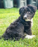 Cute Aussiechon Designer Pup Cute Aussiechon Designer Pup