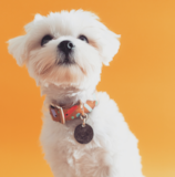 Cute Maltese Purebred Pup Cute Maltese Purebred Pup