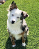 Cute Mini Aussie Purebred Pup