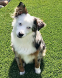 Cute Mini Aussie Purebred Pup Cute Mini Aussie Purebred Pup