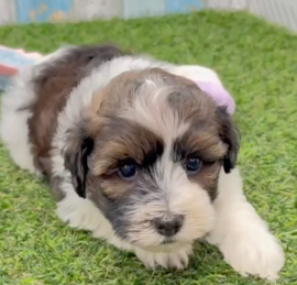 Havanese Poodle Puppies For Sale - Puppy Love PR