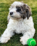 Shih Poo Being Cute Shih Poo Being Cute