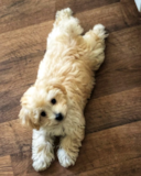 Cute Bichpoo Poodle Mix Pup