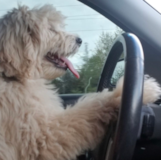 Cute Golden Retriever Poodle Mix Pup Cute Golden Retriever Poodle Mix Pup