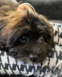 Cute Shih Poo Pup Cute Shih Poo Pup