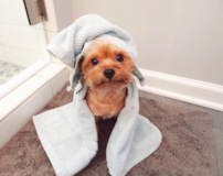 Cute Yorkie Purebred Pup Cute Yorkie Purebred Pup