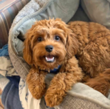 Cavapoo Being Cute Cavapoo Being Cute