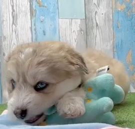 Husky Poodle Puppies For Sale - Puppy Love PR