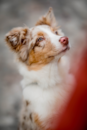 Cute Mini Aussiedoodle Poodle Mix Pup