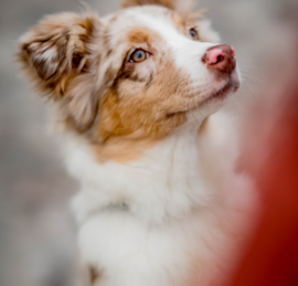 Mini Aussie Poo Puppies For Sale - Puppy Love PR