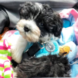 Cute Havanese Pup Cute Havanese Pup