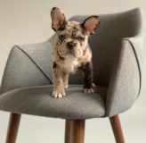 French Bulldog Being Cute French Bulldog Being Cute