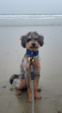 Mini Labradoodle Being Cute Mini Labradoodle Being Cute