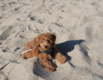 Cute Toy Poodle Purebred Pup Cute Toy Poodle Purebred Pup