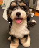 Cute Bernadoodle Poodle Mix Pup