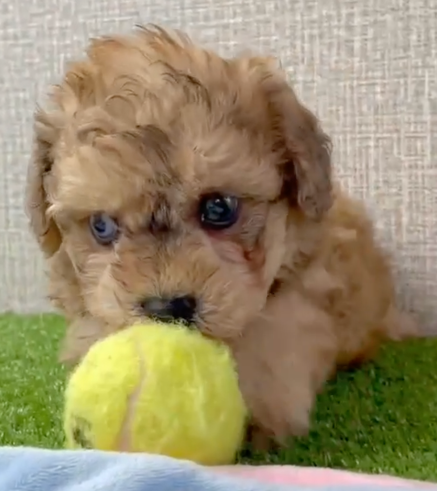 Cute Poochon Pup