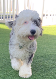Cute English Sheep Poodle Mix Pup Cute English Sheep Poodle Mix Pup