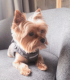 Cute Yorkshire Terrier Purebred Pup Cute Yorkshire Terrier Purebred Pup
