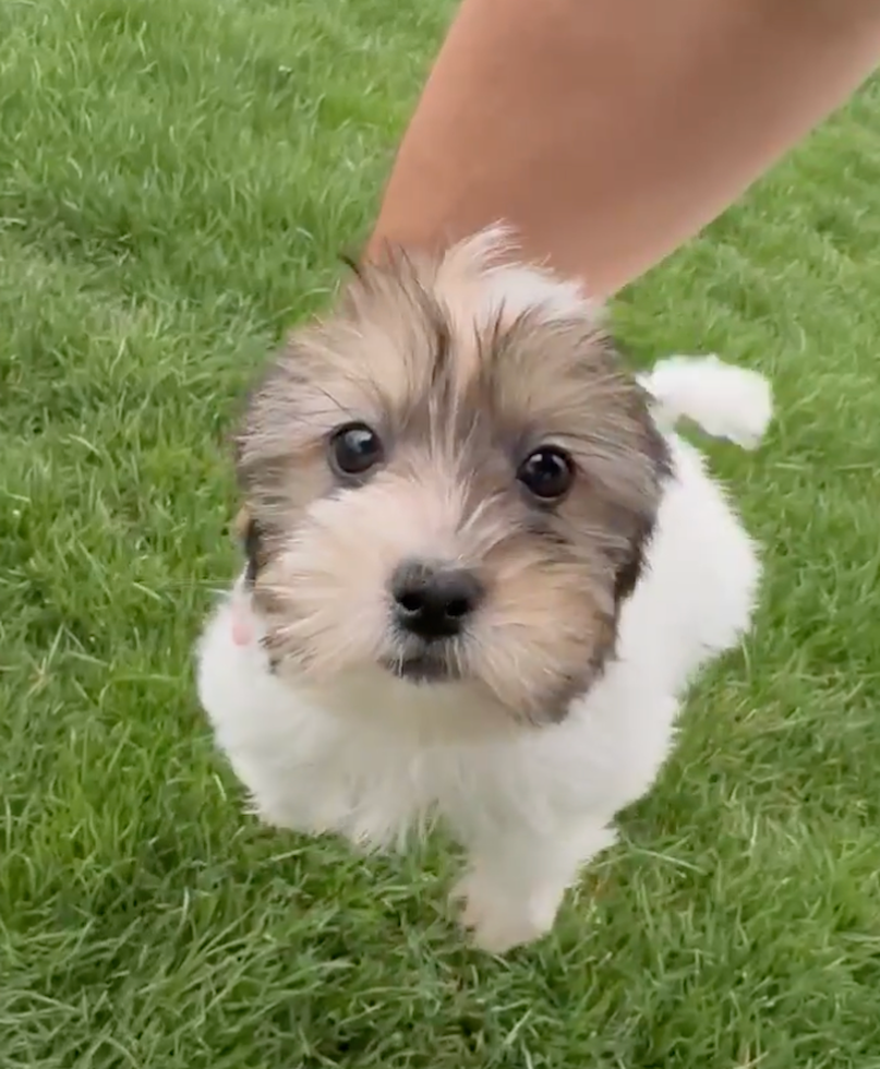 Cute Shorkie Designer Pup