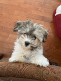 Cute Havachon Pup Cute Havachon Pup